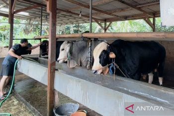 Barantin minta peternak waspadai ancaman penyakit hewan di tengah cuaca ekstrem dan kemarau