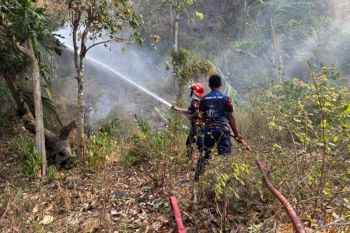 BPBD tangani karhutla seluas 19 Hektare di Kabupaten Sigi