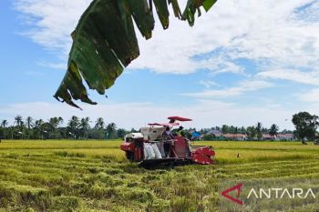 Petani di Kabupaten Penajam Kaltim panen padi di tengah kemarau
