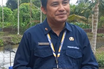 Produksi udang vaname Bangka Tengah capai 1.794,65 ton