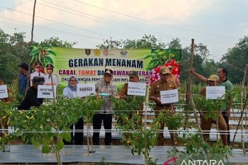 Petani Desa Uwie Tabalong panen cabai tiung di tengah musim kemarau