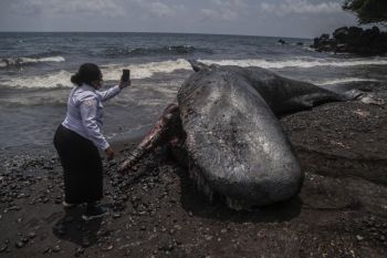 Paus sperma terdampar di Pantai Taduma Ternate
