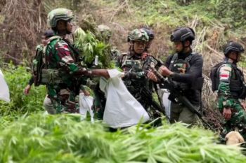 TNI sikat ladang ganja di hutan Pegunungan Bintang, 1.347 batang diamankan