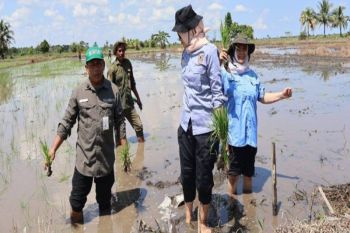 Balai Benih TPH Kalsel jaga ketersediaan benih petani