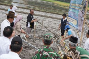 Sleman terapkan metode PM AAS untuk jaga ketahanan pahan