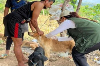 Dinkes Bima menangani 312 kasus gigitan hewan rabies