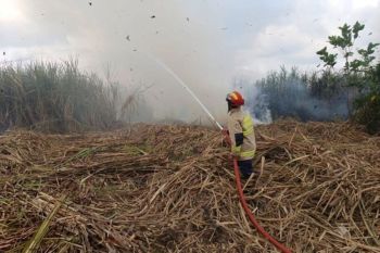 Damkar Tulungagung padamkan kebakaran 0,56 hektare lahan tebu