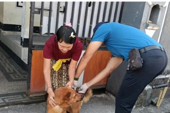 Pemkot Mataram memperkuat penanganan kasus gigitan hewan penular rabies
