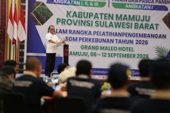 Pemprov Sulbar tingkatkan kualitas petani sawit