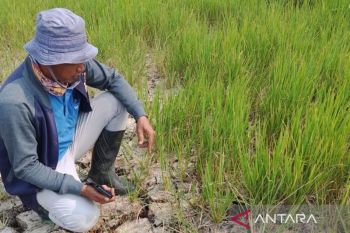 Puluhan hektare lahan sawah di Jambi gagal panen akibat kemarau