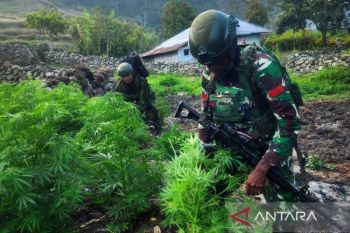 TNI sita 21.400 batang ganja diduga milik OPM