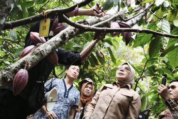 Komisi VII DPR RI mendorong hilirisasi kakao di Nglanggeran Gunungkidul