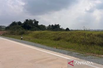 BKSDA Kaltim telusuri jejak orangutan di jalan raya Bengalon Kutim