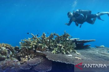 DKP Maluku sebut Kepulauan TNS jadi aset strategis jaga pelestarian bawah laut