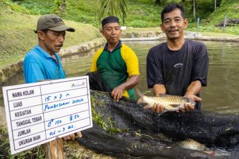 Budi daya ikan jurung binaan PT Inalum