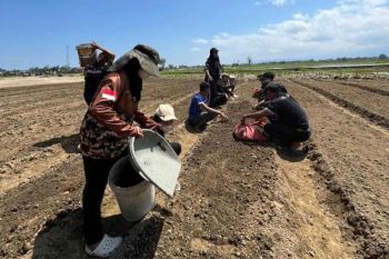 Optimalisasi lahan terdampak bencana di Pidie capai 90 persen