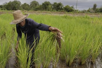 Kementan alokasikan AUTP 100 ribu ha, lindungi petani saat El Nino