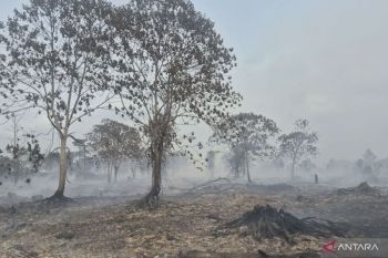Warsi: Penting pengawasan pasca karhutla cegah penguasaan ilegal