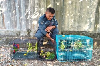 Kemenhut tetapkan tiga tersangka perdagangan satwa endemik Papua