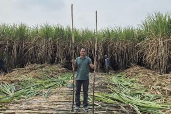 PG Ngadiredjo: Program bongkar ratoon tingkatkan produktivitas petani