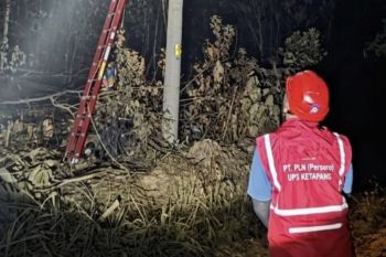 PLN-Ketapang gerak cepat pulihkan jaringan listrik terdampak karhutla