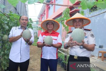 Lapas Jambi panen perdana buah hasil kolaborasi sama BLK dan KDKMP