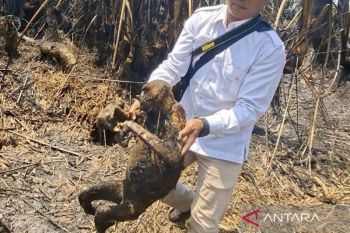 12 ekor bekantan mati di Hulu Sungai Selatan akibat karhutla