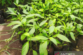 Fakultas pertanian UNJA dorong petani Jambi hasilkan bibit cabai unggul
