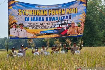 Petani Desa Habau kembangkan varietas padi Sentani di lahan lebak