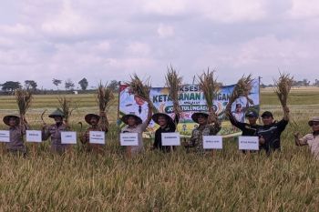 Kemarau panjang, petani Tulungagung panen raya padi 272 ton