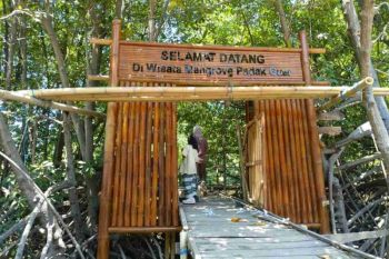 PLN renovasi jalur trekking ekowisata mangrove Desa Padak Guar Lombok