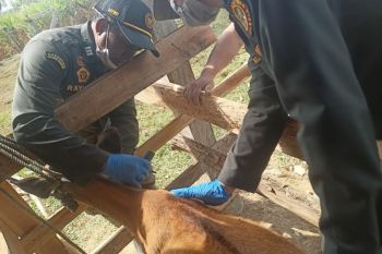 Pemkab Konawe Selatan dan Barantin ambil sampel darah ternak deteksi TBC hewan