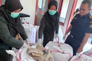 Karantina NTT menahan 1,23 ton daging hiu tanpa sertifikat