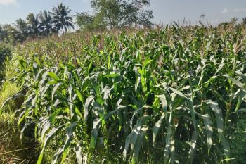 Lombok Tengah memperkuat koordinasi antisipasi kekeringan lahan pertanian