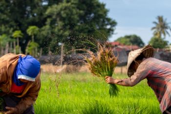 Dosen Unand: Sesuaikan modernisasi alsintan dengan luas lahan petani