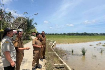 Aceh Timur pulihkan 8.074 hektare sawah terdampak bencana