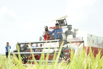 Luwu produksi 8,9 ton padi per hektare