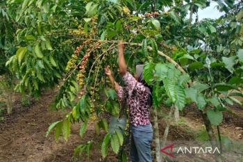Produksi kopi Rejang Lebong capai 15,61 ribu ton