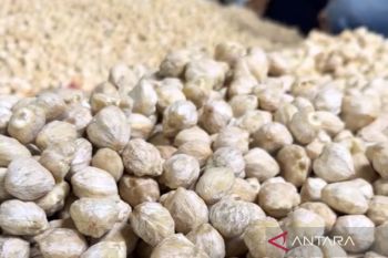 Hilirisasi kemiri tingkatkan pendapatan tanpa tebang pohon