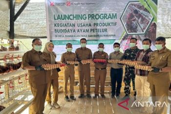 Usaha produktif ayam petelur perkuat ekonomi dan pangan lokal di Banyuasin
