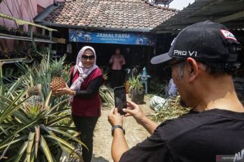 Eduwisata Kampung Nanas Jumbo di Sleman