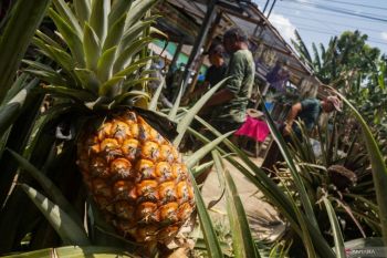 Nanas bisa menaikkan gula darah, begini cara konsumsinya