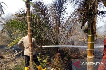 KKI Warsi: Karhutla di Jambi bersinggungan dengan lahan PBPH