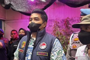 Kronologi terbongkarnya oknum PPPK Kementerian PU tanam ganja di Cileunyi