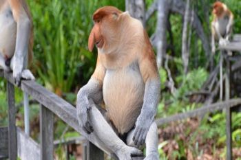 BKSDA sends rescue team after 12 proboscis monkeys die in fire