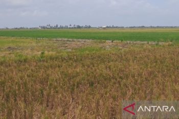 BPN tetapkan 22.436 hektare sawah di Babel sebagai kawasan LSD