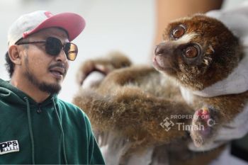 PT Timah - Alobi perkuat penyelamatan satwa endemik Babel korban karhutla
