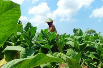 Tembakau Lumajang tumbuh dengan kualitas terjaga di tengah kemarau