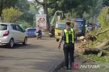 Jalur Puncak-Cianjur kembali normal dari kedua arah usai pohon besar tumbang