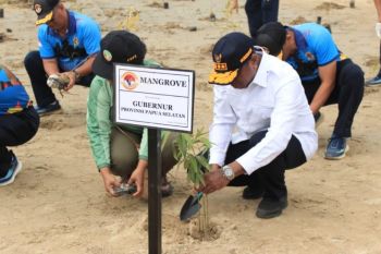 Pemprov Papua Selatan imbau warga menjaga dan melestarikan mangrove